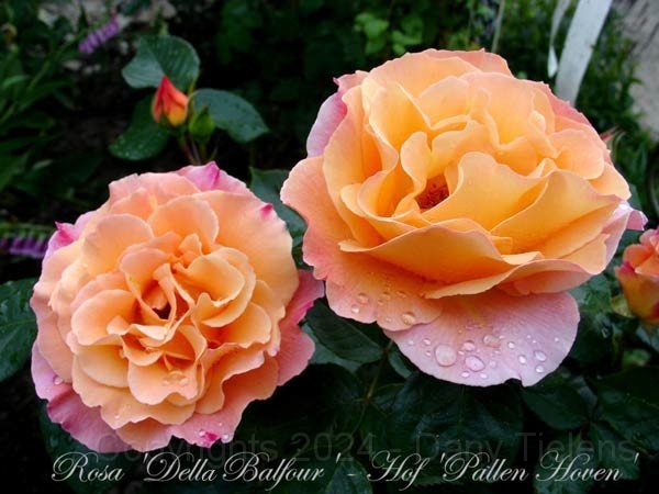 Rosa - Della-Balfour 5.jpg